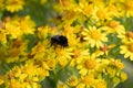 Bumble bee feeding on yellow ragwort flowers.