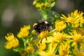 Bumble bee feeding on yellow ragwort flowers