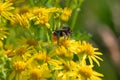 Bumble bee feeding on yellow ragwort flowers