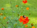 Bumblebee on flame-red Cosmos flower in green garden. Bokeh