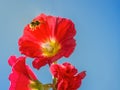 A bumble bee flies into the centre of a red hollyhock flower. It is a summer day with blue sky