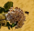 Bumble Bee Flies Next to White Flower