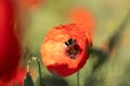 a bumble bee flies into a poppy flower