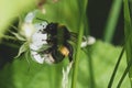 Bumble Bee On A Flower