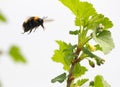 Bumble bee flies to flower