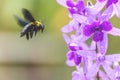 Bumble bee flies to purple wreath vine flowers