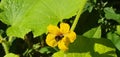 bumble bee flies to a yellow cumcumber flower