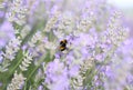 A bumble bee flies up to a lavender flower. Lavender meadow Royalty Free Stock Photo