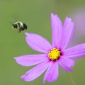 Bumble Bee in Flight