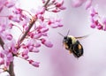 Bumble bee in flight approaching Eastern Redbud blossoms Royalty Free Stock Photo