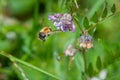 Bumble Bee In Flight Collecting Lollen Royalty Free Stock Photo