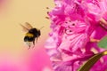 Bumble Bee In Flight Royalty Free Stock Photo