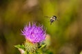 Bumble Bee in flight to a purple thistle flower Royalty Free Stock Photo