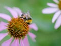 Bumble bee on a flower Royalty Free Stock Photo