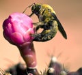 Bumble Bee on flower