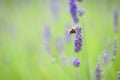 Bumble Bee on a flower collecting pollen this is how insects pollinate other plants