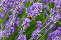 Bumble Bee on a flower collecting pollen this is how insects pollinate other plants