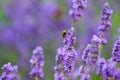 Bumble Bee on a flower collecting pollen this is how insects pollinate other plants