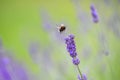 Bumble Bee on a flower collecting pollen this is how insects pollinate other plants