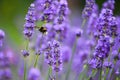 Bumble Bee on a flower collecting pollen this is how insects pollinate other plants