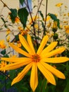 Yellow flowers Ã¢â¬â Helianthus tuberosus, jerusalem artichoke, sunroot, sunchoke.