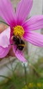 Bumble bee on a flower in the garden nice day Royalty Free Stock Photo