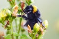 Bumble bee on flower - pollination