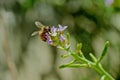 Bumble bee flower Royalty Free Stock Photo