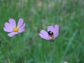 Bumble bee on a flower Royalty Free Stock Photo