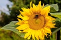 Bumble Bee On Flower Of Sunflower Royalty Free Stock Photo