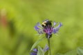 Bumble-Bee on Flower