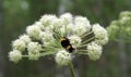 Bumble bee on a flower Royalty Free Stock Photo