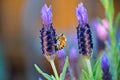 Bumble bee on flowering lavender flower