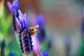 Bumble bee on flowering lavender plant