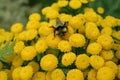 Bumble bee on a flowers