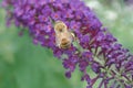 Bumble Bee on flowers of butterfly bush