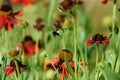 Bumble bee flying in a field of orange and red cone flowers on a sunny day in the garden Royalty Free Stock Photo