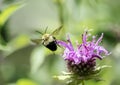 Bumble Bee flying from Bee Baum flower