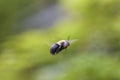 Bumble Bee Flying Mid-air on Green Background