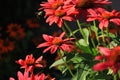 Bumble Bee flying next pink coneflowers Royalty Free Stock Photo