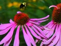 Bumble Bee flying over Pink Echinacea coneflower buds Royalty Free Stock Photo