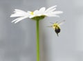 Bumble Bee flying to Daisy Royalty Free Stock Photo