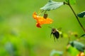 Bumble bee flying to jewelweed flower Royalty Free Stock Photo