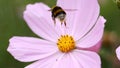 Bumble bee flying to a pink flower to collect pollen.