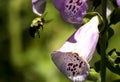 Bumble bee flying to a purple flower