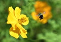 Bumble Bee flying to Yellow Cosmos Flower