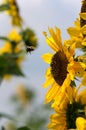 Bumble Bee Flying Towards Sunflower Plant Royalty Free Stock Photo