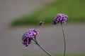 Bumble bee flying between two flowers in garden