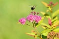 Bumble bee flys over pink flowers