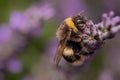 Bumble bee foraging on English lavender